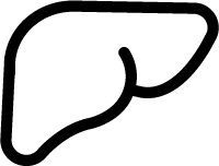 Liver